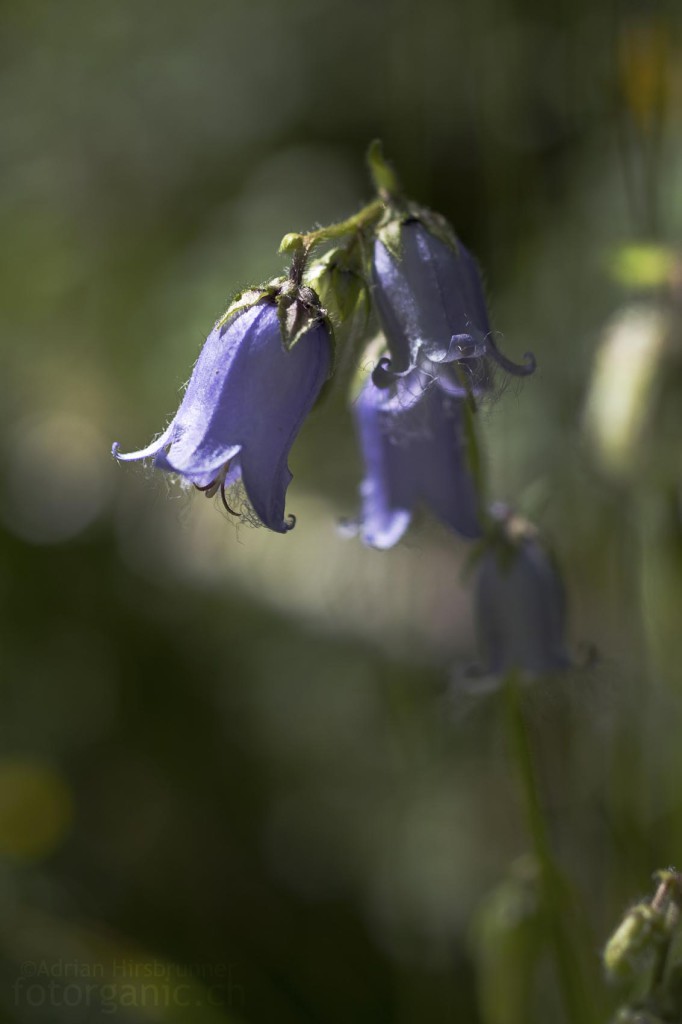 Bärtige Glockenblume, fotografiert mit dem 50mm Zeiss Makro Planar f2