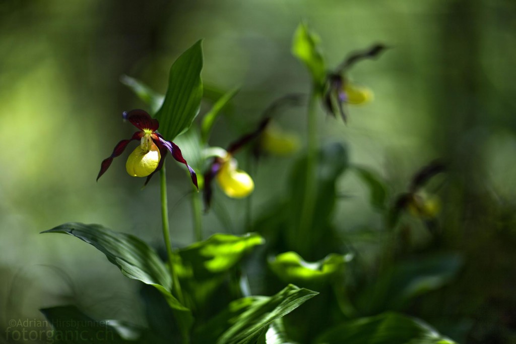 Cypripedium Calceolus / Gelber Frauenschuh