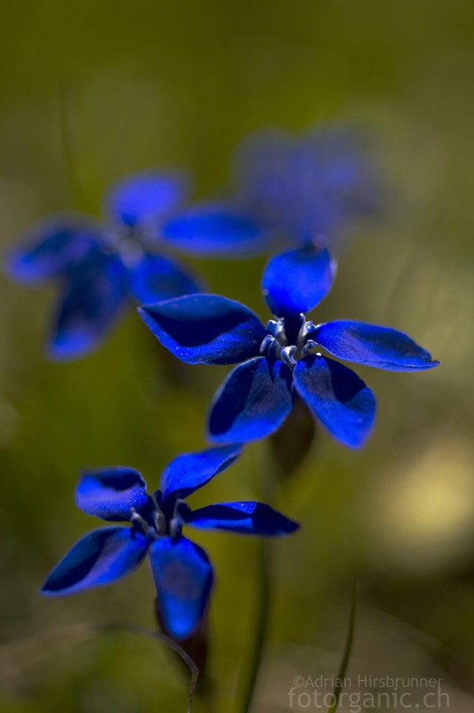 Frühlings Enzian: unwiderstehlicher, blauer Stern