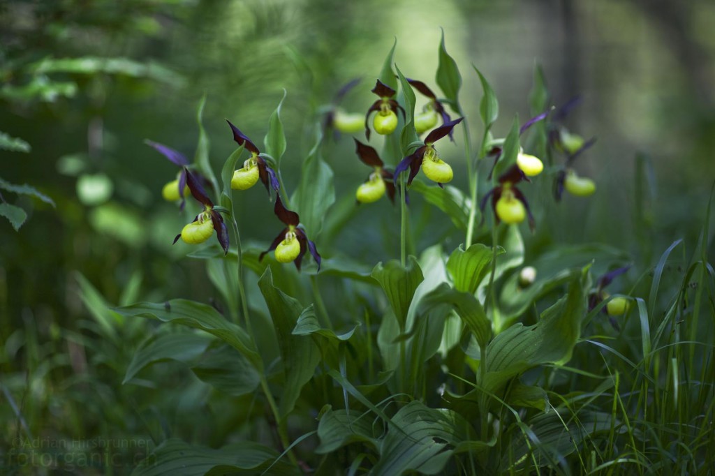 Der Gelbe Frauenschuh ist eine seltene Orchidee, die auch im Buchenwald wächst.