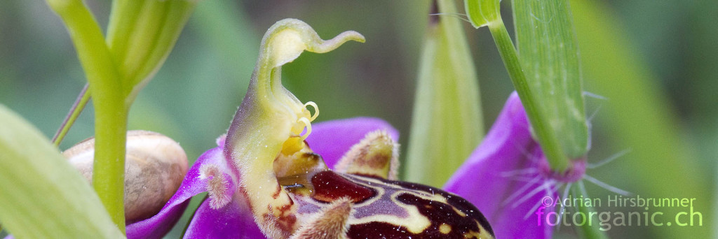 Bienenragwurz in Zypern. Orchidee