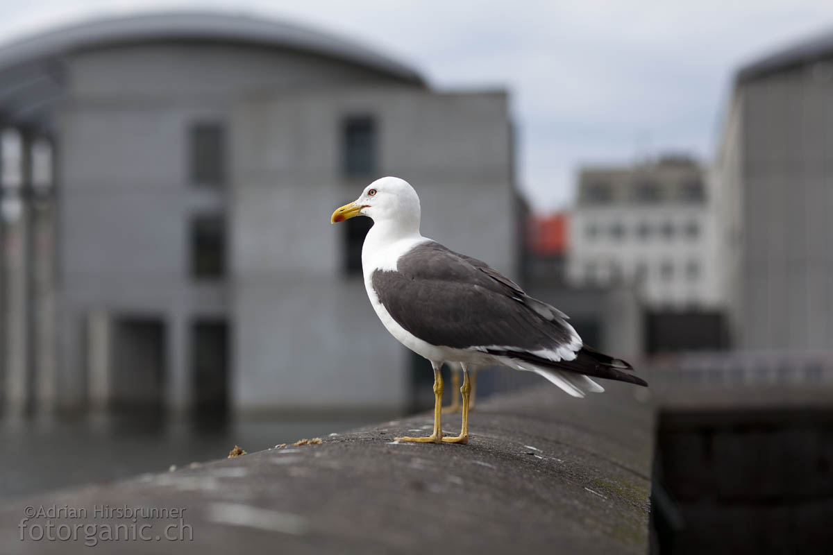 Möwe vor dem Rathaus von Reykjavik. Ebenfalls ein ansprechender Betonbau.