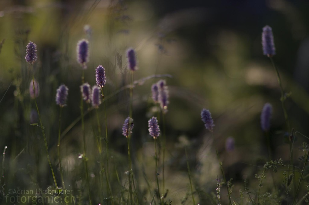 Pflanzenaufnahmen mit dem Canon 85/1.2 II Objektiv ermöglichen Bilder mit einer extrem geringen Schärfentiefe