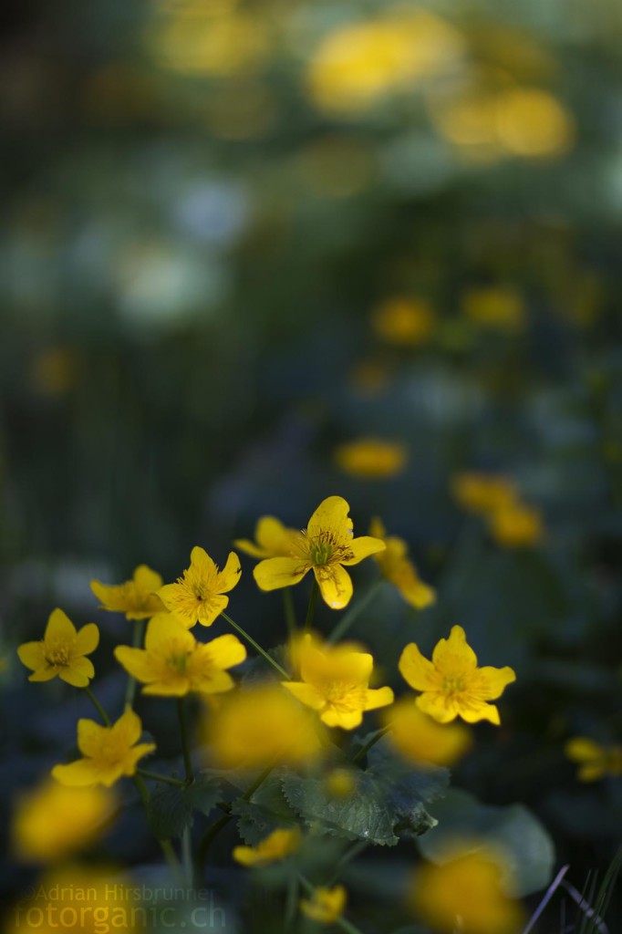 Sumpfdotterblume mit Canon 85/1.2 bei Offenblende fotografiert.