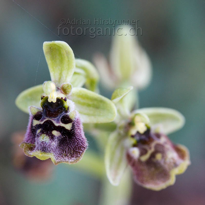 Ophrys bornmuelleri Zypern