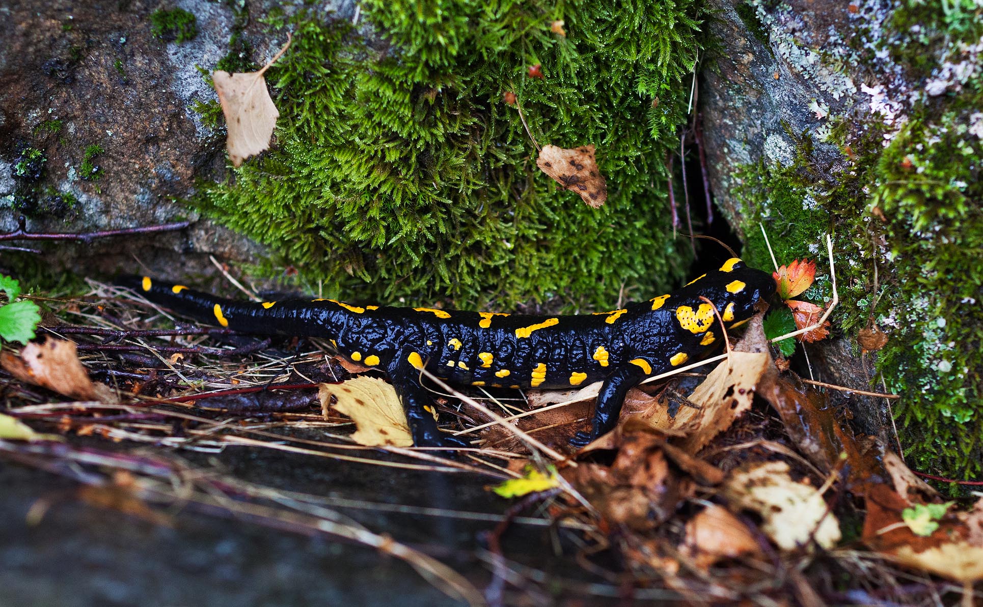 Feuersalamander in der Schweiz.