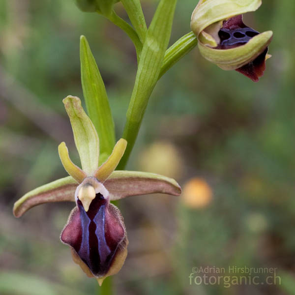 Alasia Ragwurz (Ophrys alasiatica)