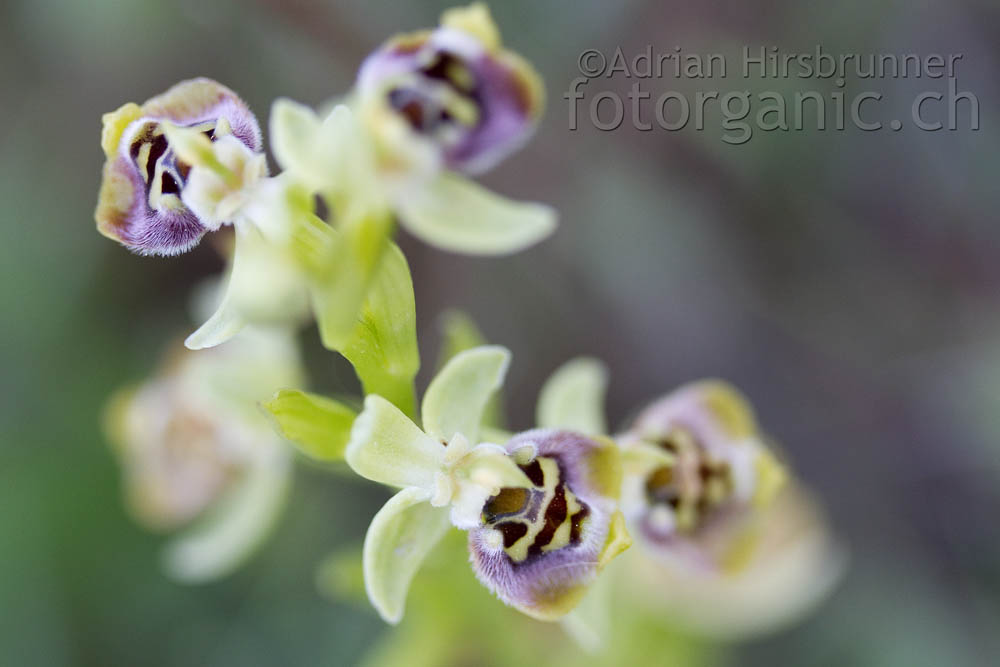 Bornmüllers Ragwurz (Ophrys bornmuelleri)