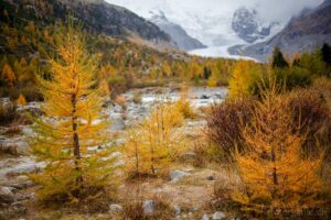 Im Herbst werden die Lärchen im Engadin gelb. Nun beginnt eine der schönsten Jahreszeiten, um das Engadin zu besuchen.