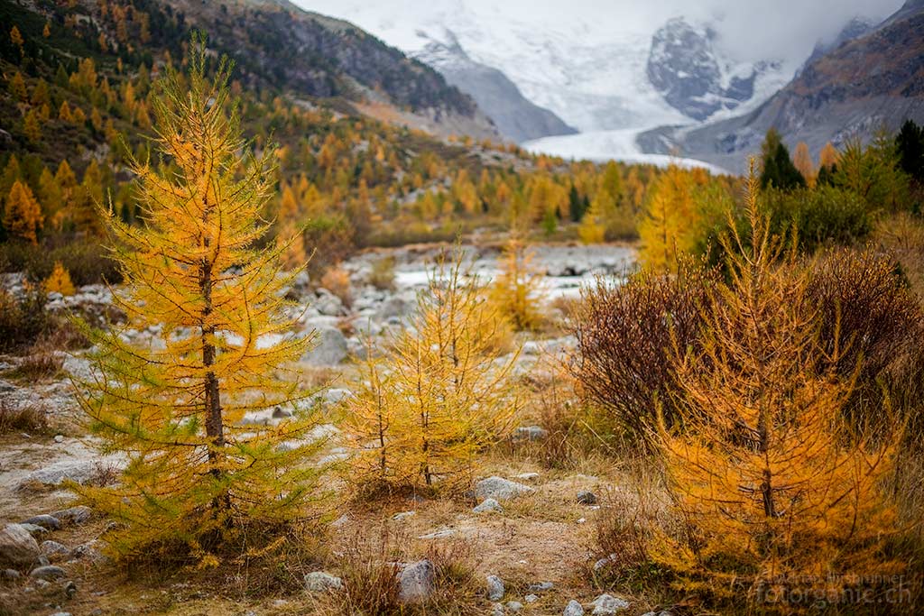 Im Herbst werden die Lärchen im Engadin gelb. Nun beginnt eine der schönsten Jahreszeiten, um das Engadin zu besuchen.