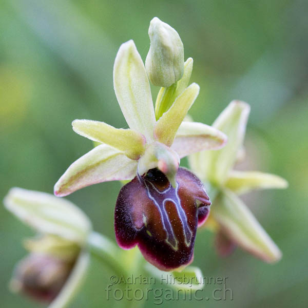 Frühe Spinnenragwurz (Ophrys herae)