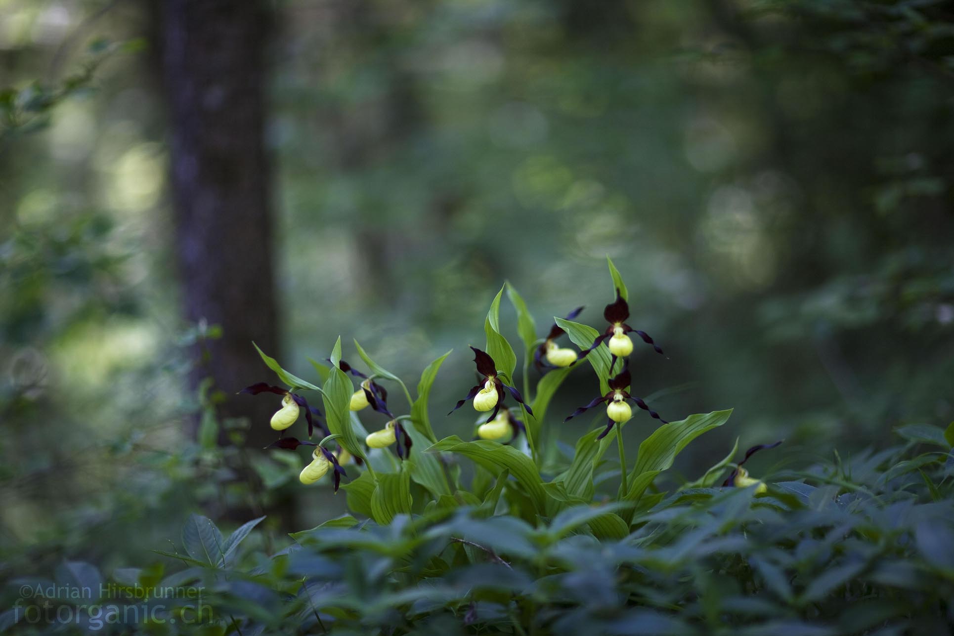 Mit dem Canon 85mm 1.2 II Objektiv lassen sich impressionistische Unschärfebereiche erzeugen.