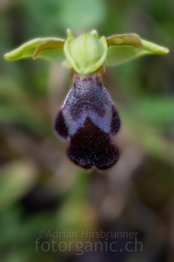 Ophrys israelitica ist eine attraktive und grossblumige Ragwurzart