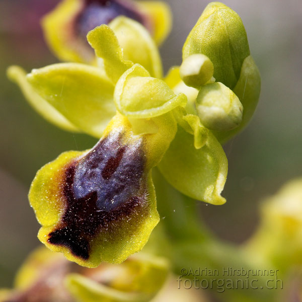 Die Kleinblütige Gelbe Ragwurz ist eine häufige Orchidee des Mittelmeerraums