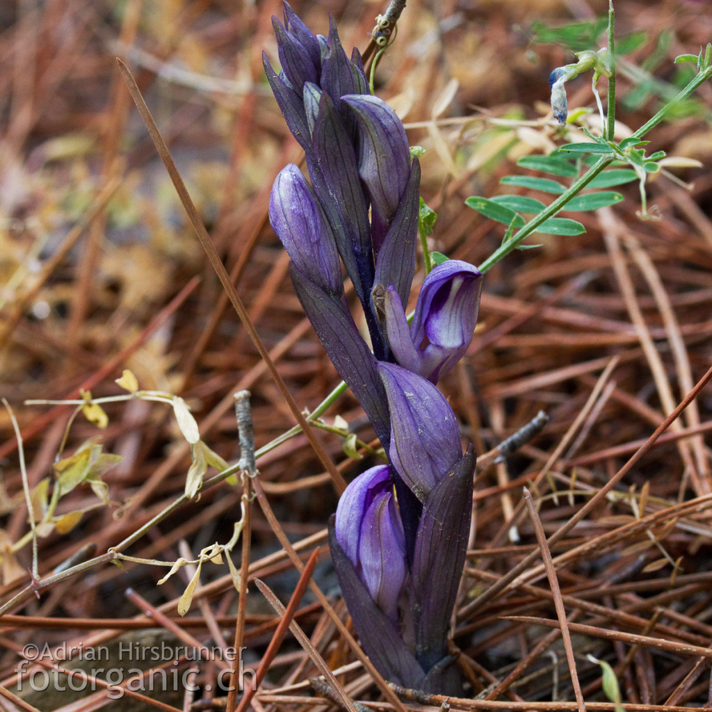 Dingel (Limodorum abortivum) aus Zypern. Ein sehr frühblühendes Exemplar aus dem Troodosgebirge