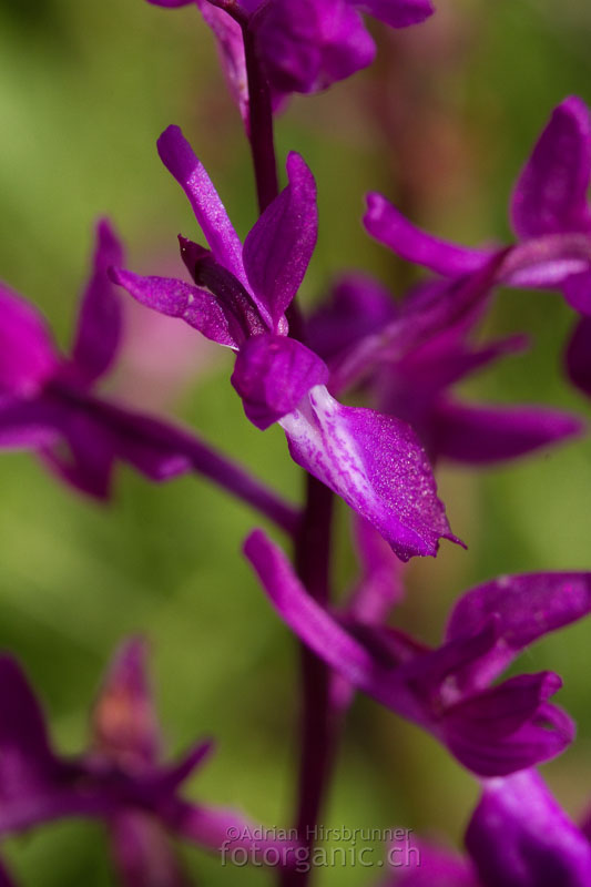 Orchis laxiflora, Zypern
