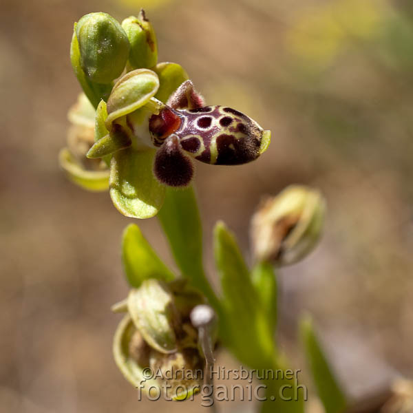 Ophrys attica