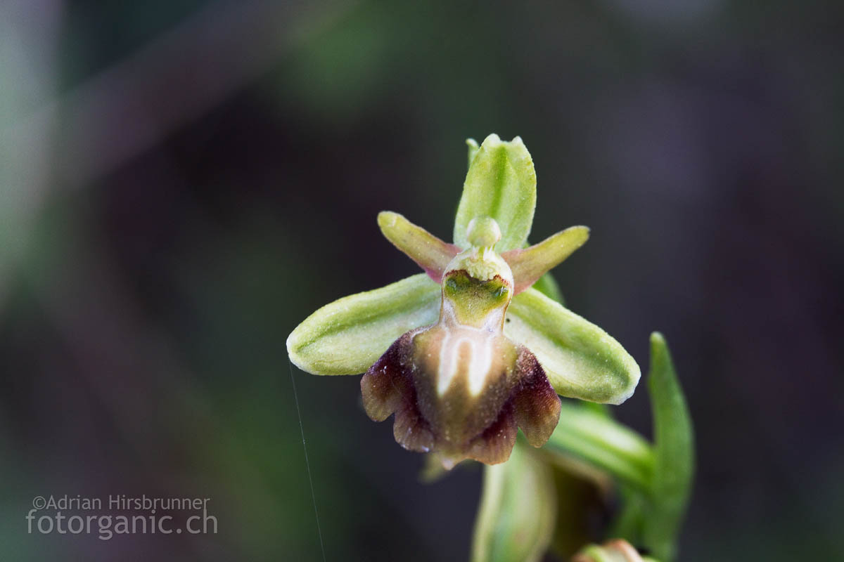 Ophrys herae var. semichlorante Zypern