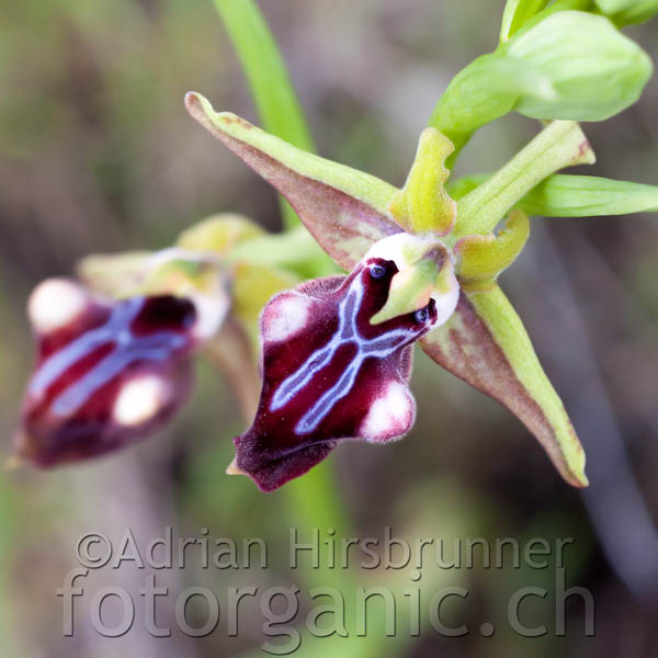 Ophrys morio