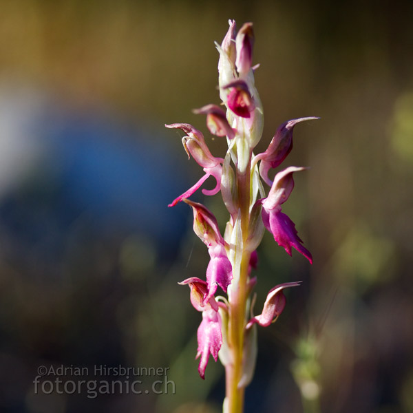 Orchis sancta ist mit Orchis fragans verwandt.