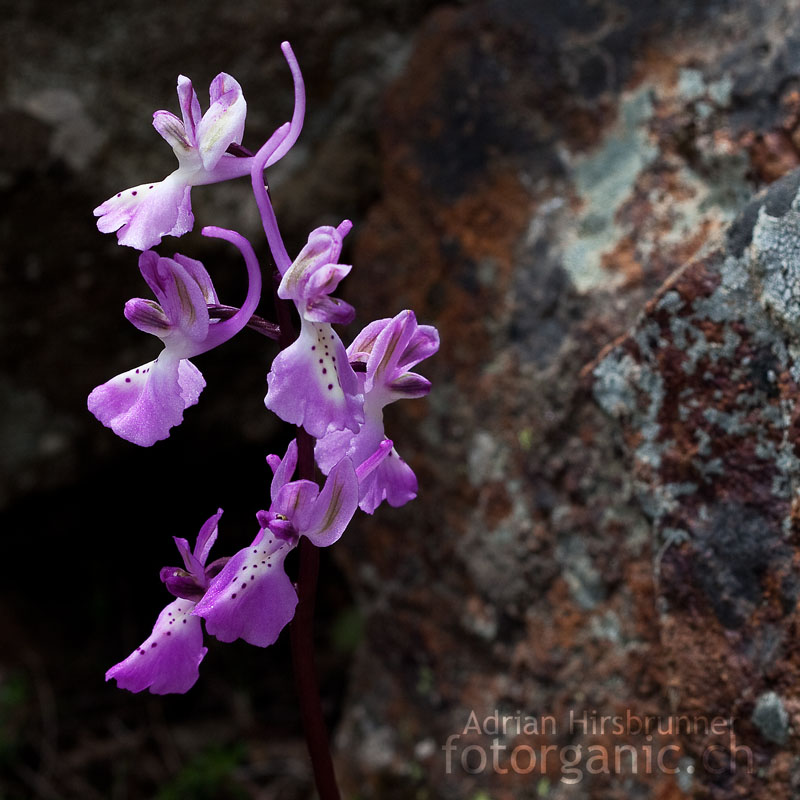 Trodos Knabenkraut / Orchis troodi