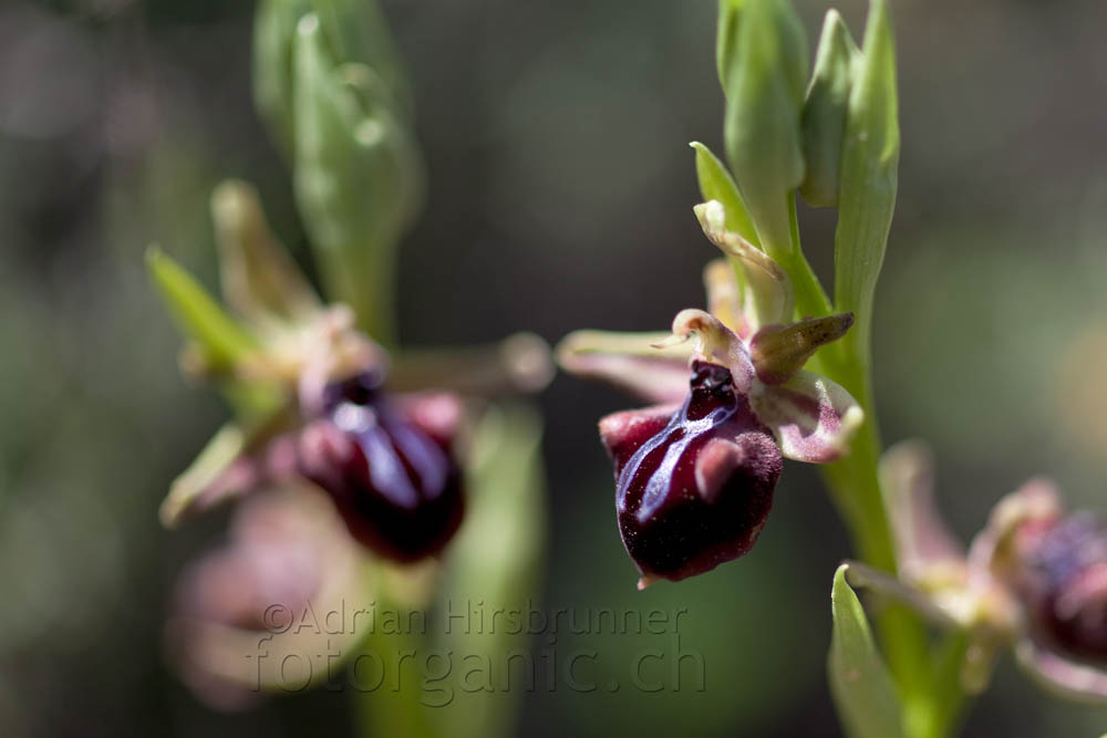 Ophrys hystera Zypern