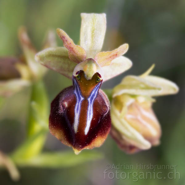 Ophrys alasiatica ist in Zypern endemisch.