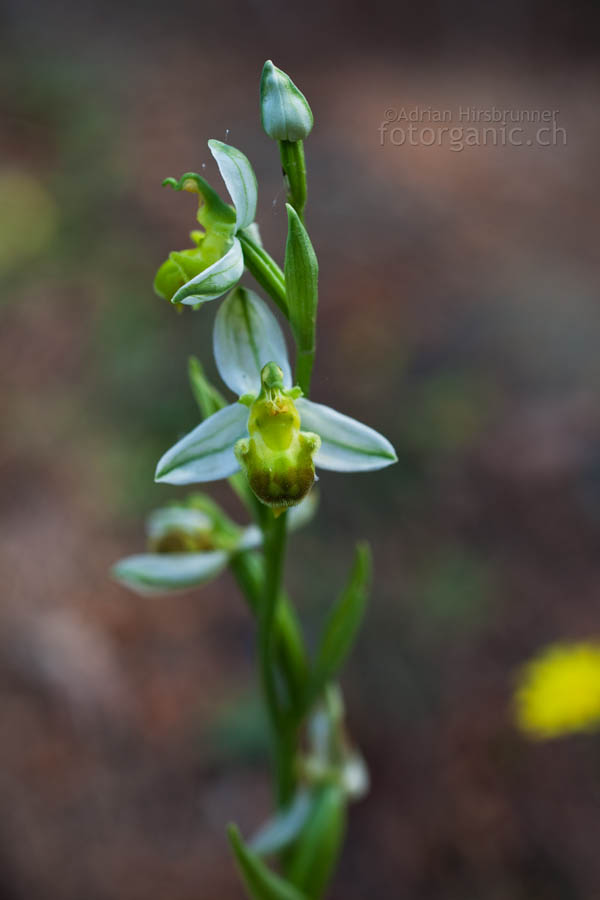 Auch Ophrys apifera var. chlorantha ist eine seltene Form der