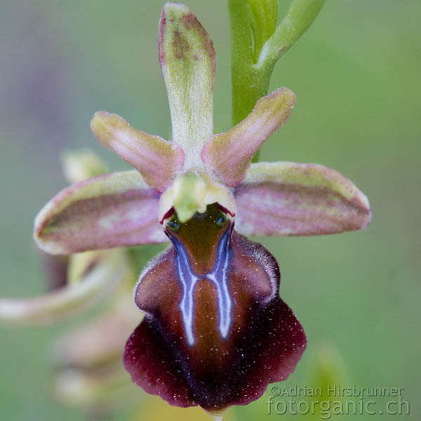 Ophrys herae Zypern