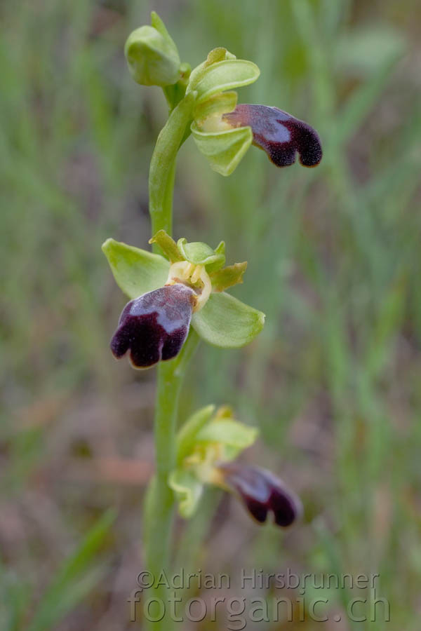 Ophrys israelitica, Zypern