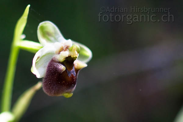 Ophrys levante