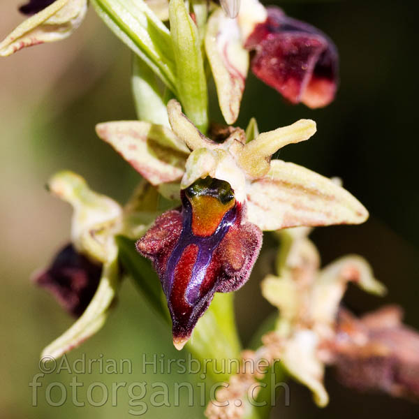 Etwas sonderbare Varietät von Ophrys morio