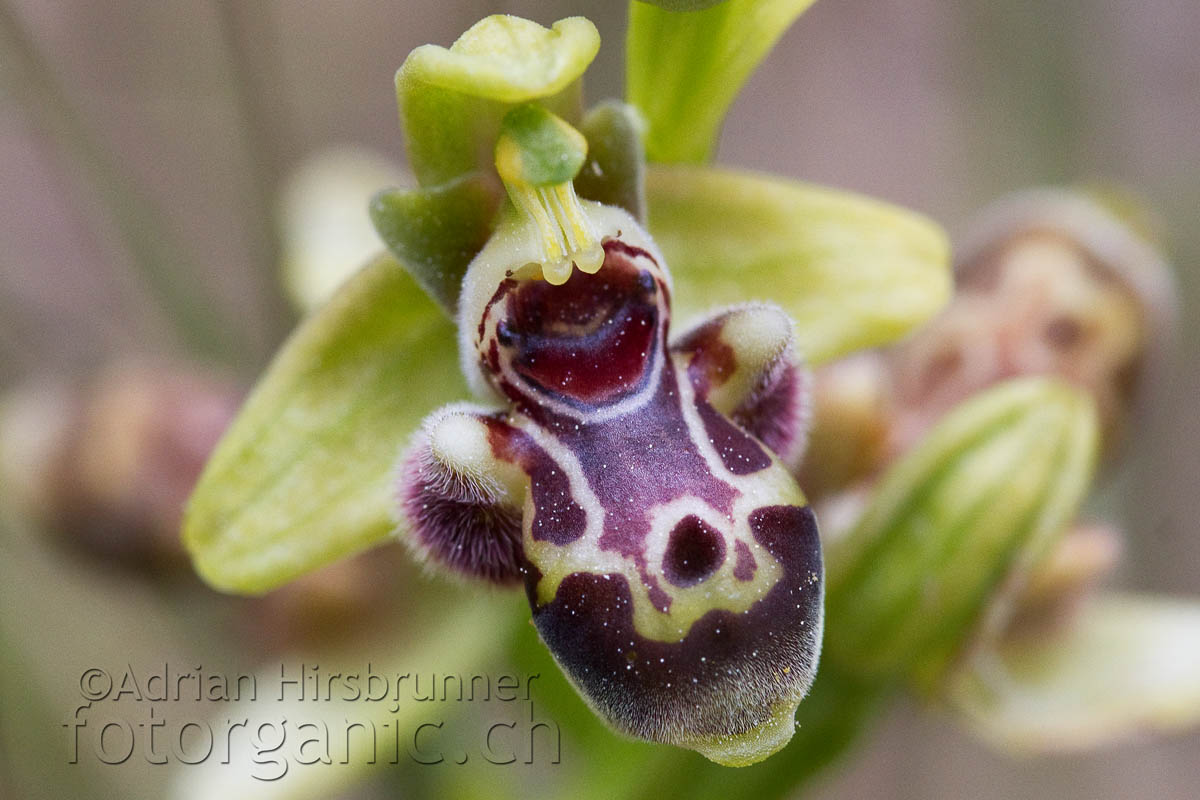 Ophrys rhodia auf Zypern