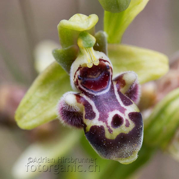 Ophrys rhodia Zypern