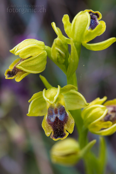 Die kleine Ophrys sicula ist in Zypern oft anzutreffen.