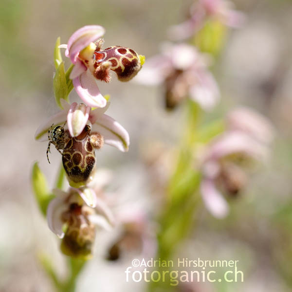 Ophrys umbilicata ist eine der häufigsten Ragwurzarten Zyperns