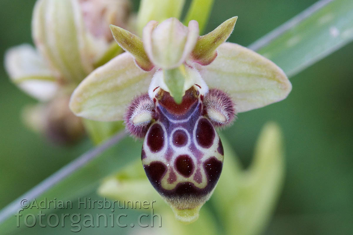 Ophrys attica mit attraktiver Lippenzeichnung