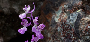Naturfotografie-Orchideen auf Zypern
