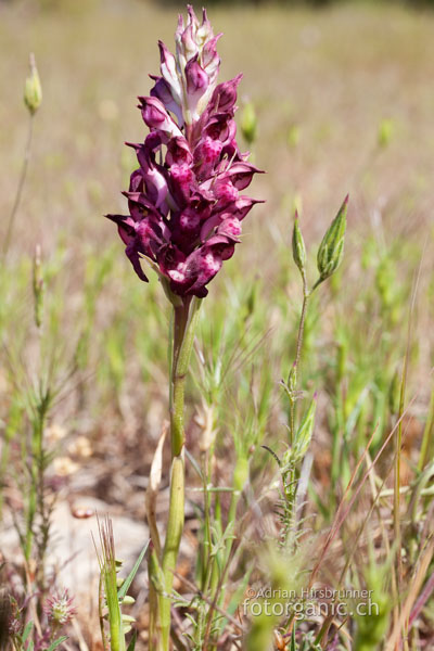 Orchis fragans ist auf Zypern häufig