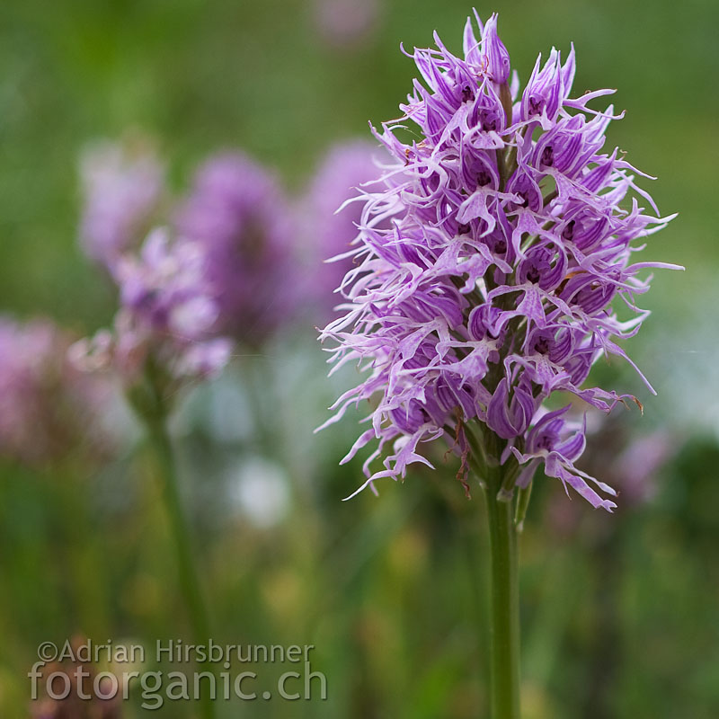 Orchis italica ist im gesamten Mittelmeerraum verbreitet