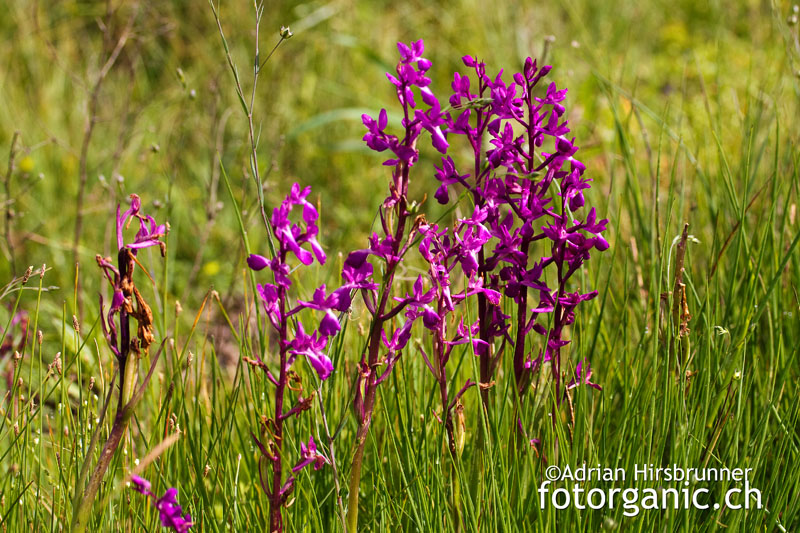 Orchis laxiflora / Lockerblütiges Knabenkraut