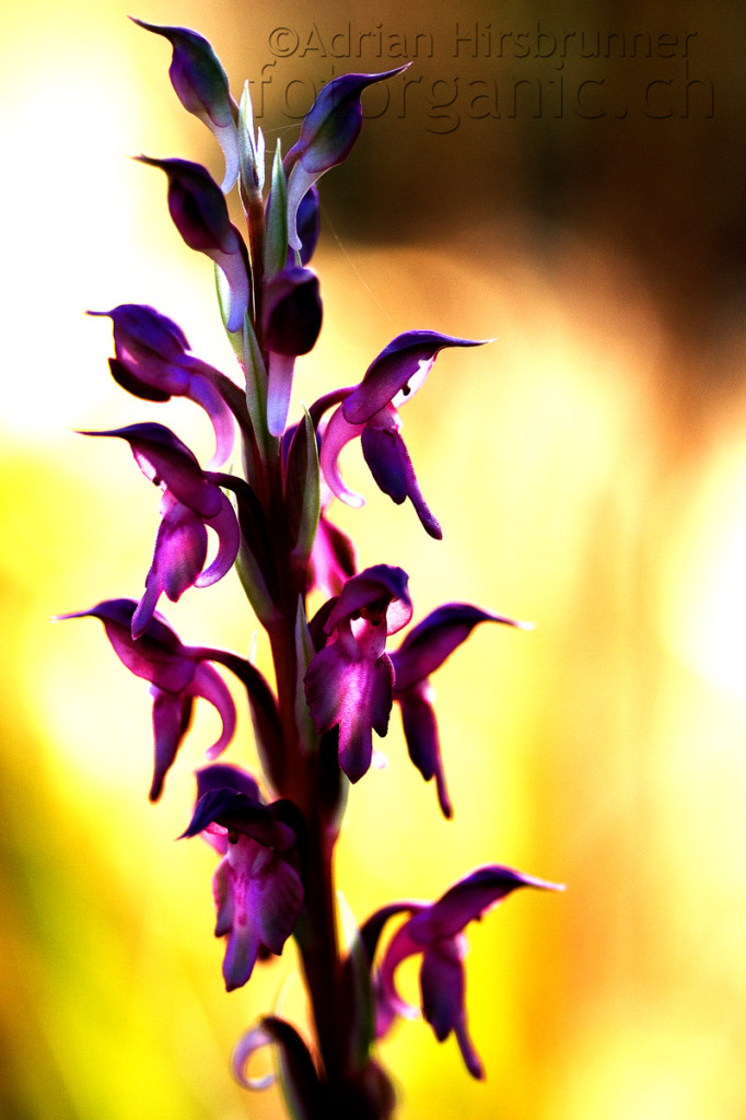 Orchis sancta ist eine sehr attraktive Orchidee.