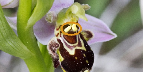 Selbstbestäubung von Ophrys apifera. Pollinarium