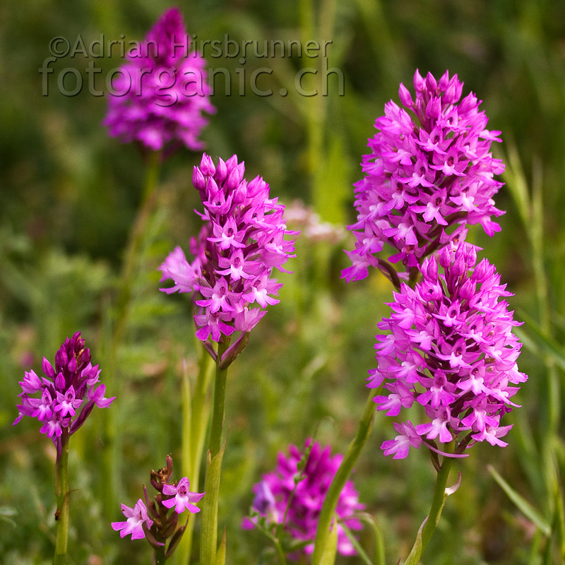 Sie kommt mit unterschiedlichsten Klimabedingungen zurecht: Anacamptis pyramidalis