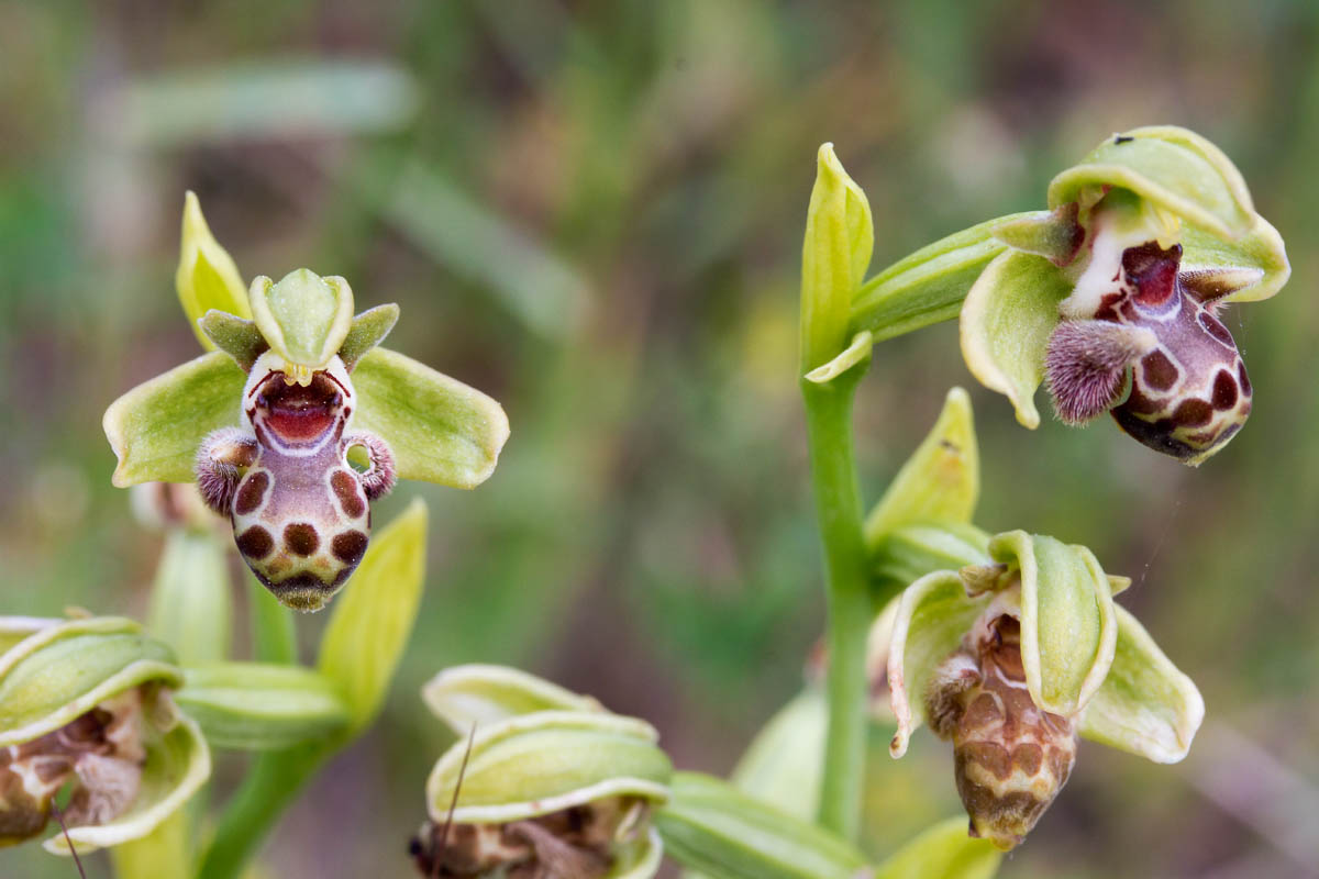 Die Rhodische Ragwurz (Ophrys rhodia) an ihrem Standort auf Zypern