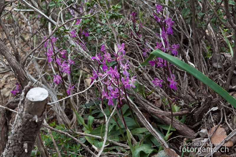 Orchis troodi an ihrem Standort im Zedernwald.