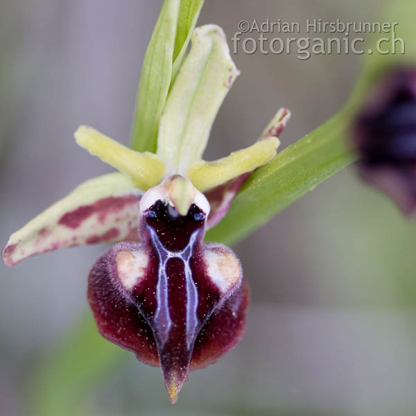Ophrys morio mit typischer zugespitzter Lippe
