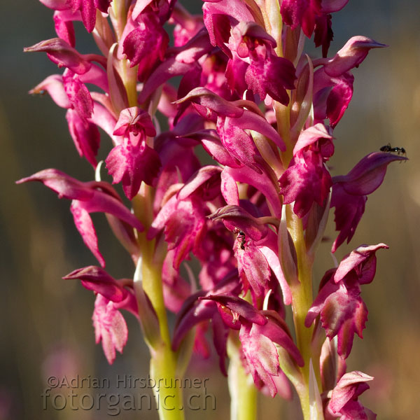 Die Wanzen-Orchis ist in Mitteleuropa selten.