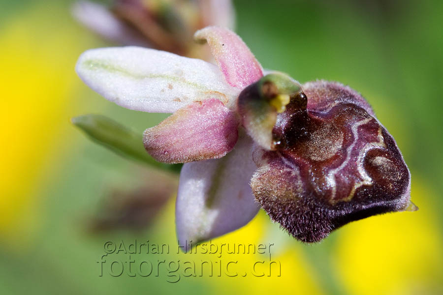 Zypriotischer Endemit Ophrys elegans