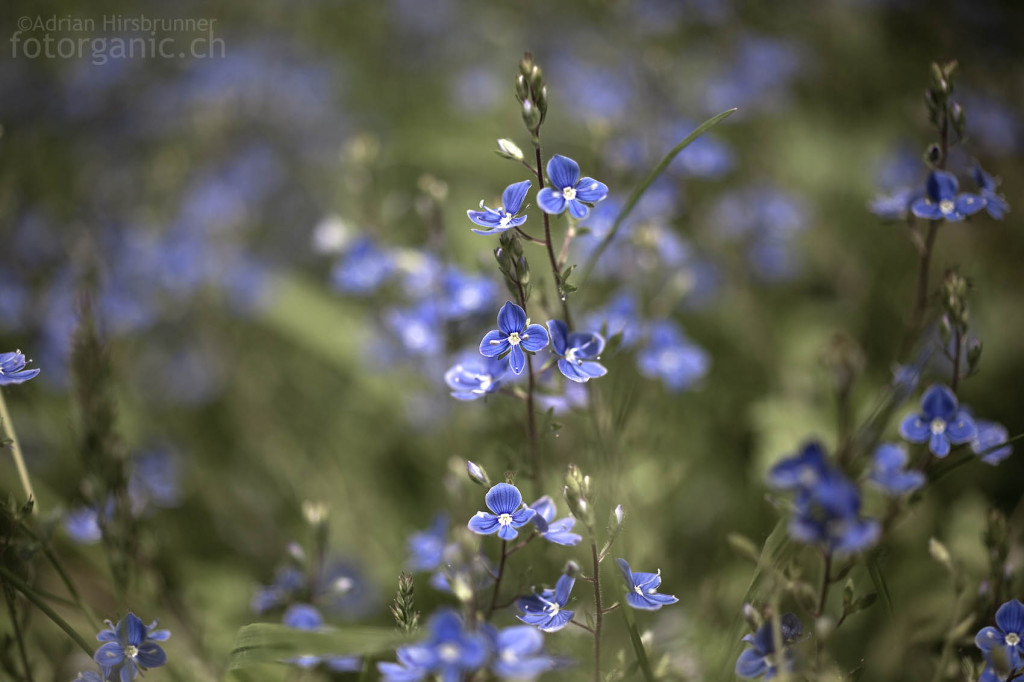 Bildet mancherorts einen blauen Teppich: der Ehrenpreis